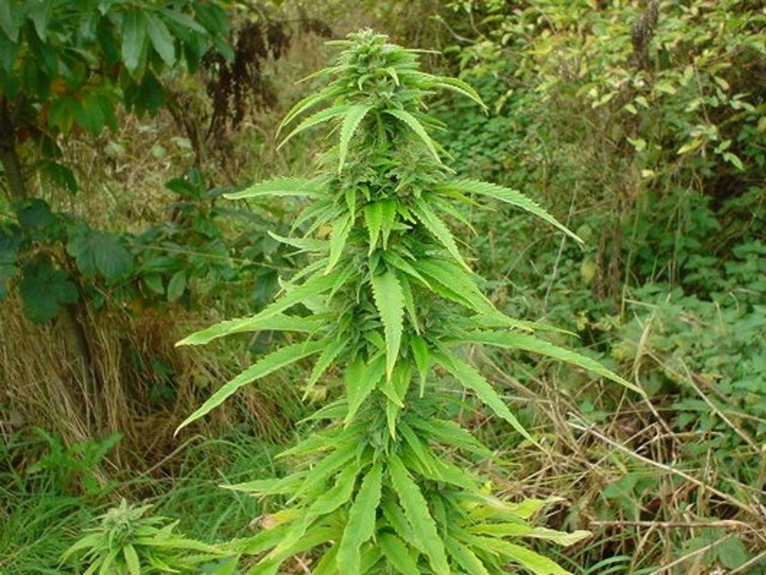 Выращивания дикой конопли тест на марихуану показал